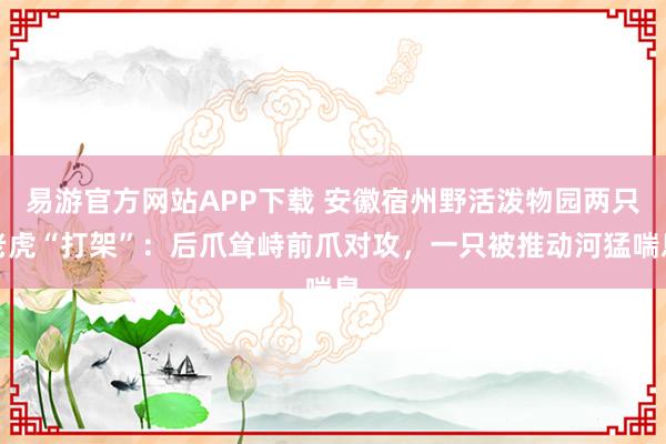 易游官方网站APP下载 安徽宿州野活泼物园两只老虎“打架”：后爪耸峙前爪对攻，一只被推动河猛喘息