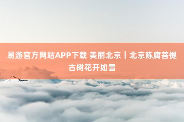 易游官方网站APP下载 美丽北京｜北京陈腐菩提古树花开如雪